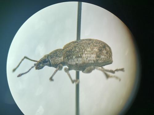 Réf. 346 225 : Peritelus sphaeroides
