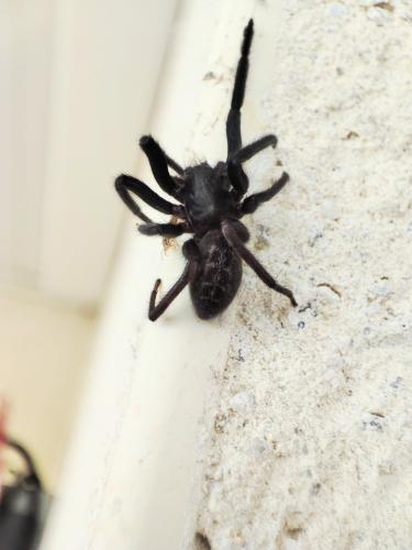 Segestria florentina