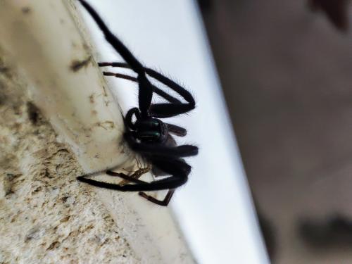 Segestria florentina