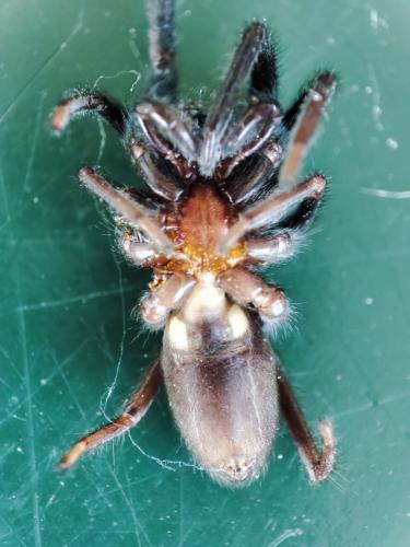Segestria florentina
