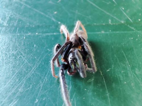 Segestria florentina