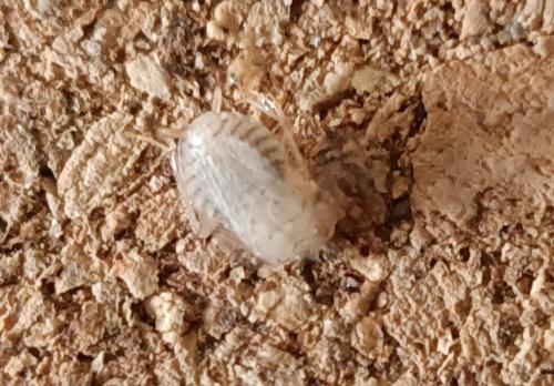 Réf. 346 596 : Planuncus vinzi
