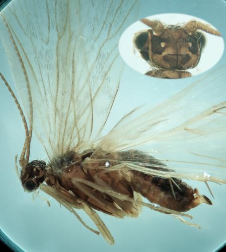 Réf. 346 698 : Rhyacophila tristis