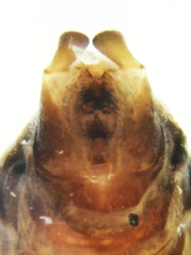 Réf. 346 858 : Rhyacophila tristis