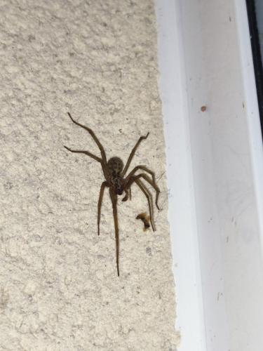 Eratigena sp.