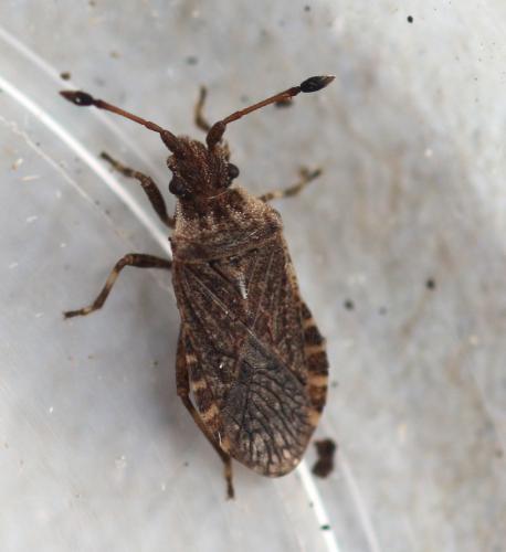 Bathysolen nubilus