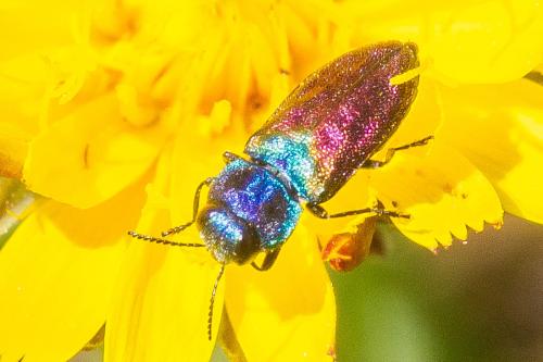 Anthaxia salicis