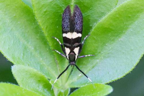 Dasycera oliviella