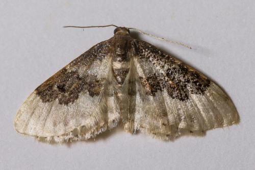 Réf. 346 322 : Idaea rusticata