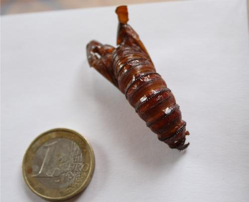 Réf. 346 746 : Cossus cossus
