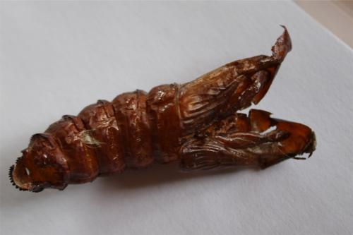Réf. 346 745 : Cossus cossus