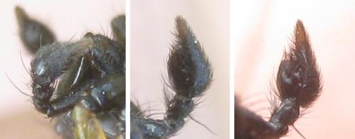 Oxyopes nigripalpis