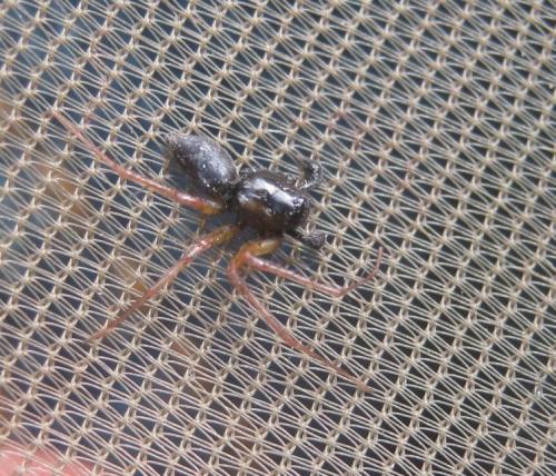 Oxyopes nigripalpis