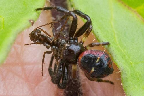 Synema globosum