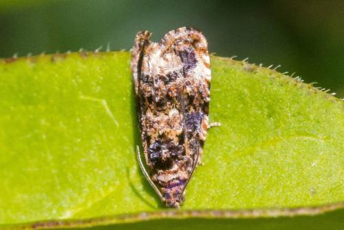 Réf. 346 429 : Endothenia sp.