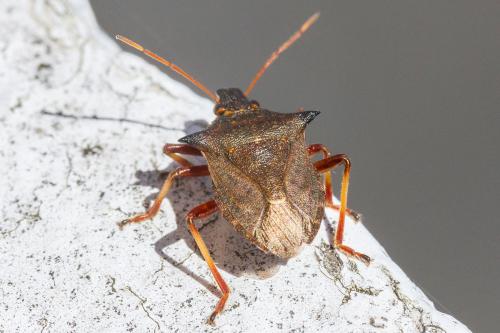 Picromerus bidens