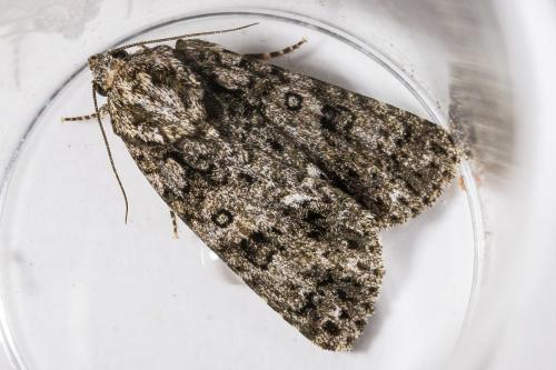 Réf. 346 544 : Acronicta rumicis