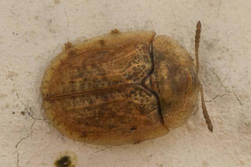Réf. 346 579 : Hypocassida subferruginea