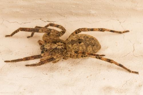 Réf. 346 723 : Zoropsis spinimana