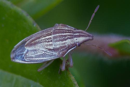 Réf. 346 739 : Aelia acuminata