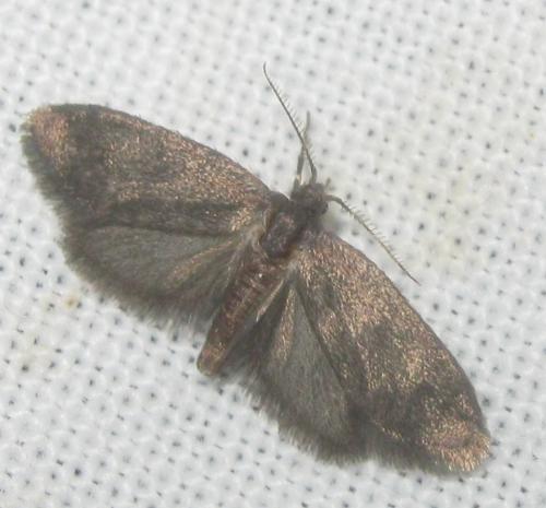Bacotia claustrella