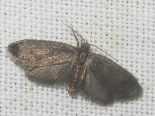 Bacotia claustrella