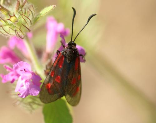Zygaena loti