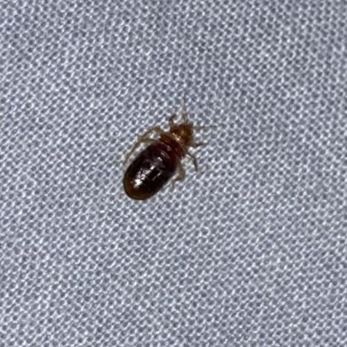 Cimex sp.