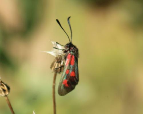 Zygaena loti