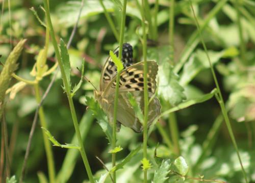 Réf. 346 550 : Argynnis paphia