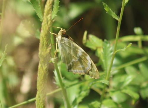 Argynnis paphia