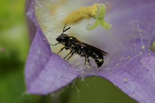 Réf. 346 211 : Chelostoma foveolatum