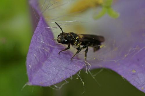 Chelostoma foveolatum