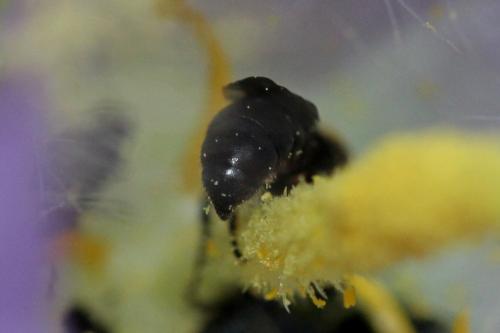 Réf. 346 215 : Chelostoma foveolatum