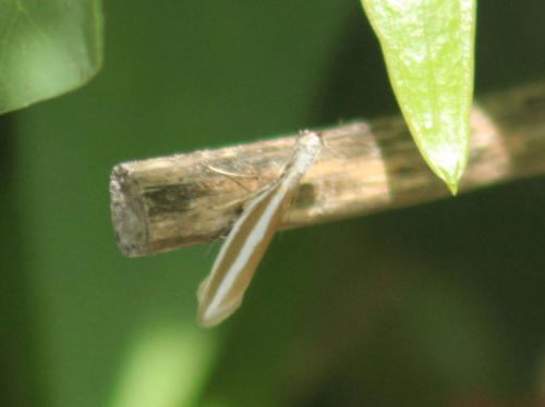 Réf. 346 626 : Pleurota aristella