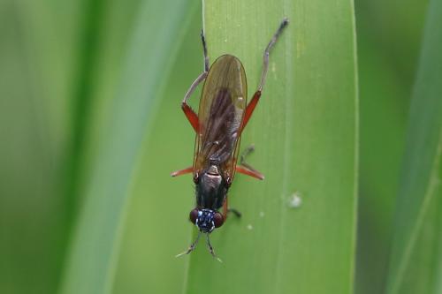 Réf. 346 369 : Sepedon sphegea