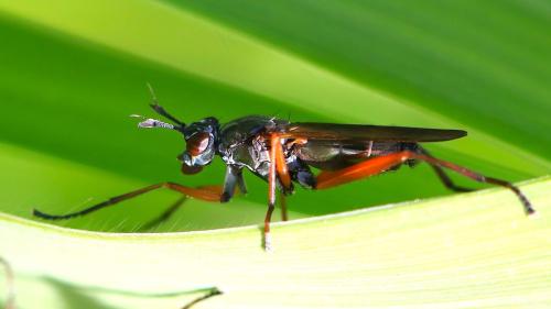 Réf. 346 371 : Sepedon sphegea