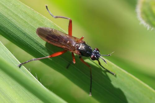 Réf. 346 370 : Sepedon sphegea