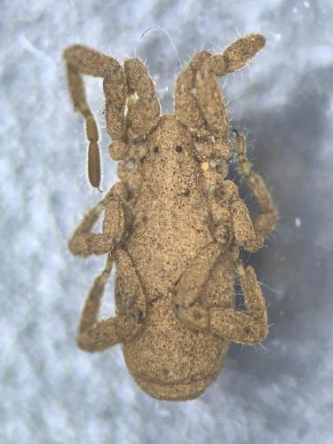 Anelasmocephalus brignolii