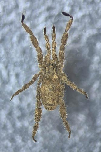 Anelasmocephalus hadzii