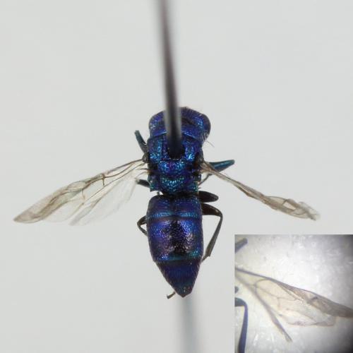 Trichrysis cyanea