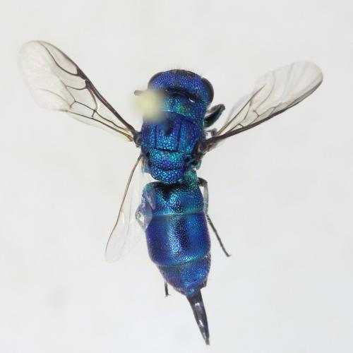 Trichrysis cyanea