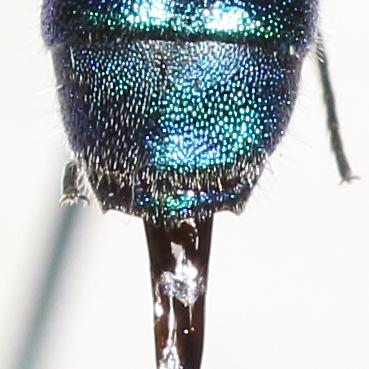 Trichrysis cyanea