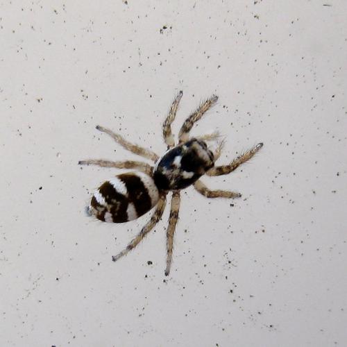Réf. 346 202 : Salticus scenicus