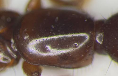 Réf. 346 990 : Othius punctulatus