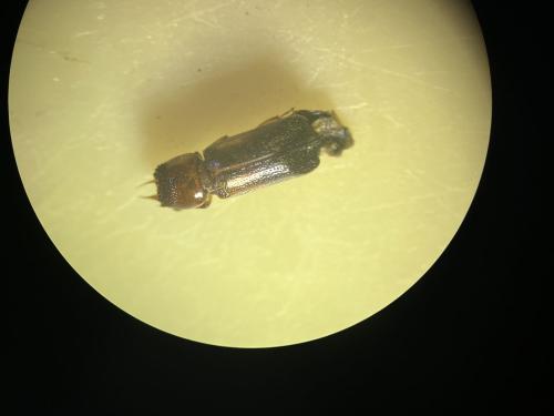 Scobicia chevrieri