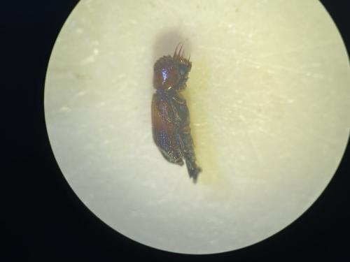 Scobicia chevrieri