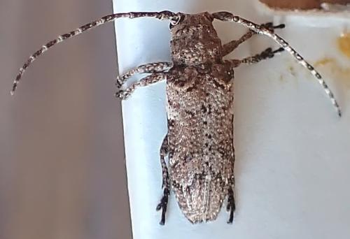 Niphona picticornis