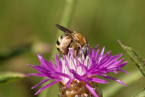 Tetraloniella graja