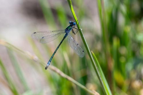 Lestes dryas